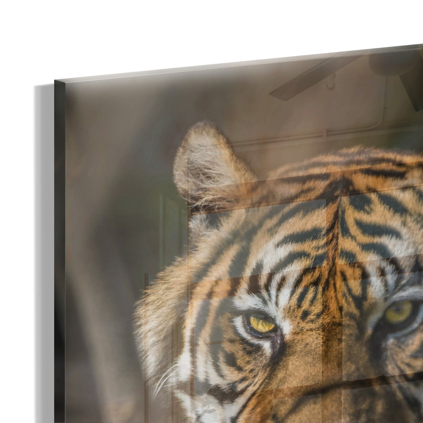 Tiger Focus