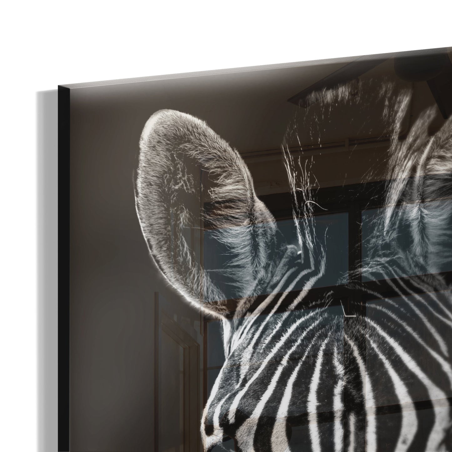 Zebra Zen