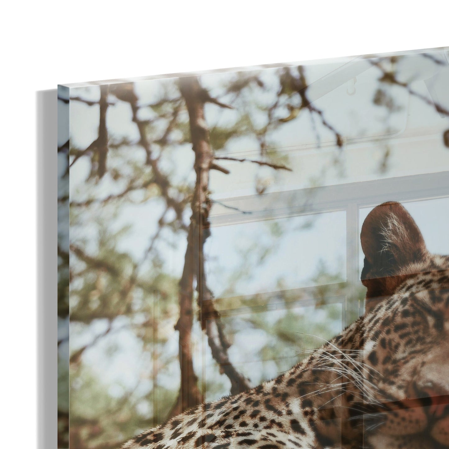 Resting Leopard