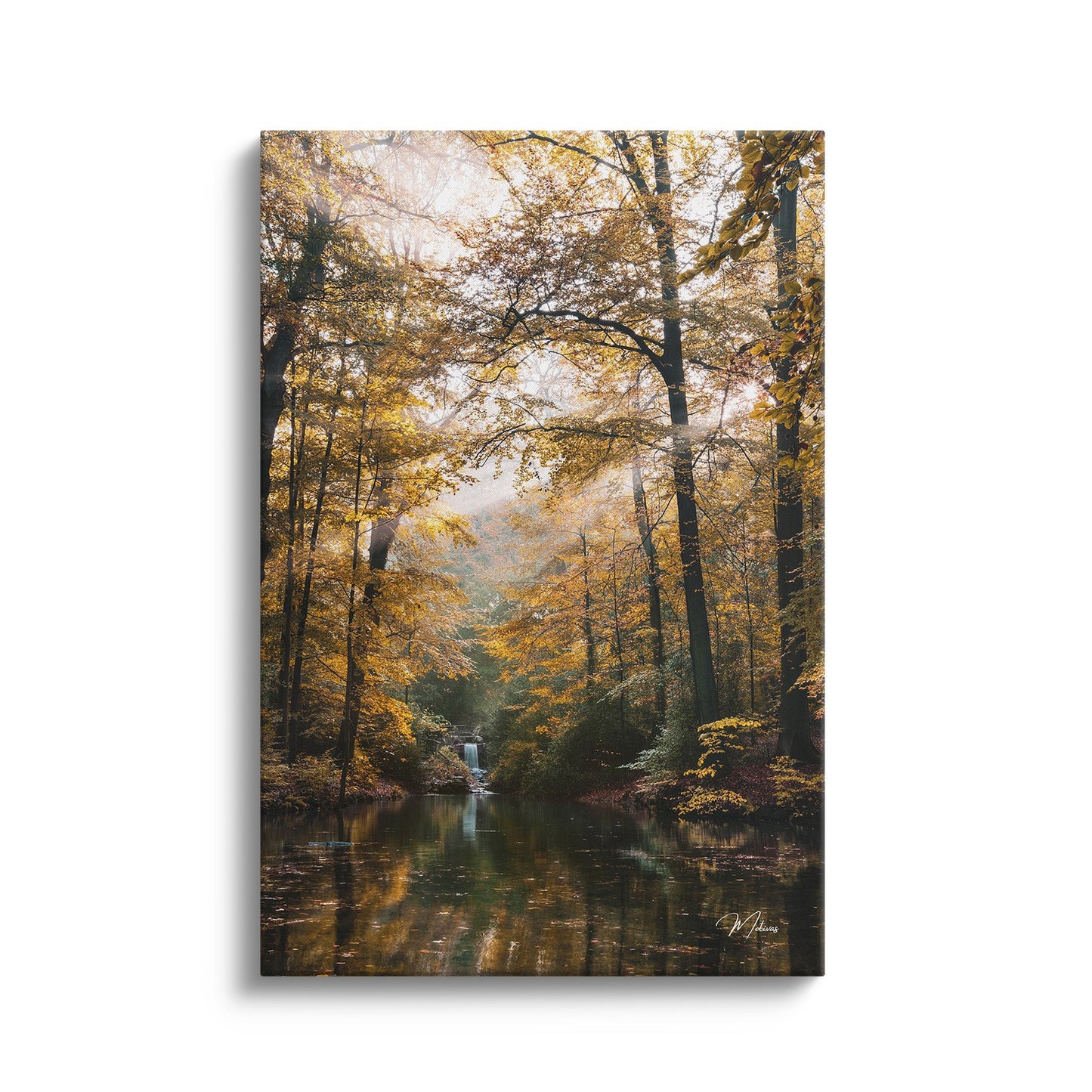 Forest Dream