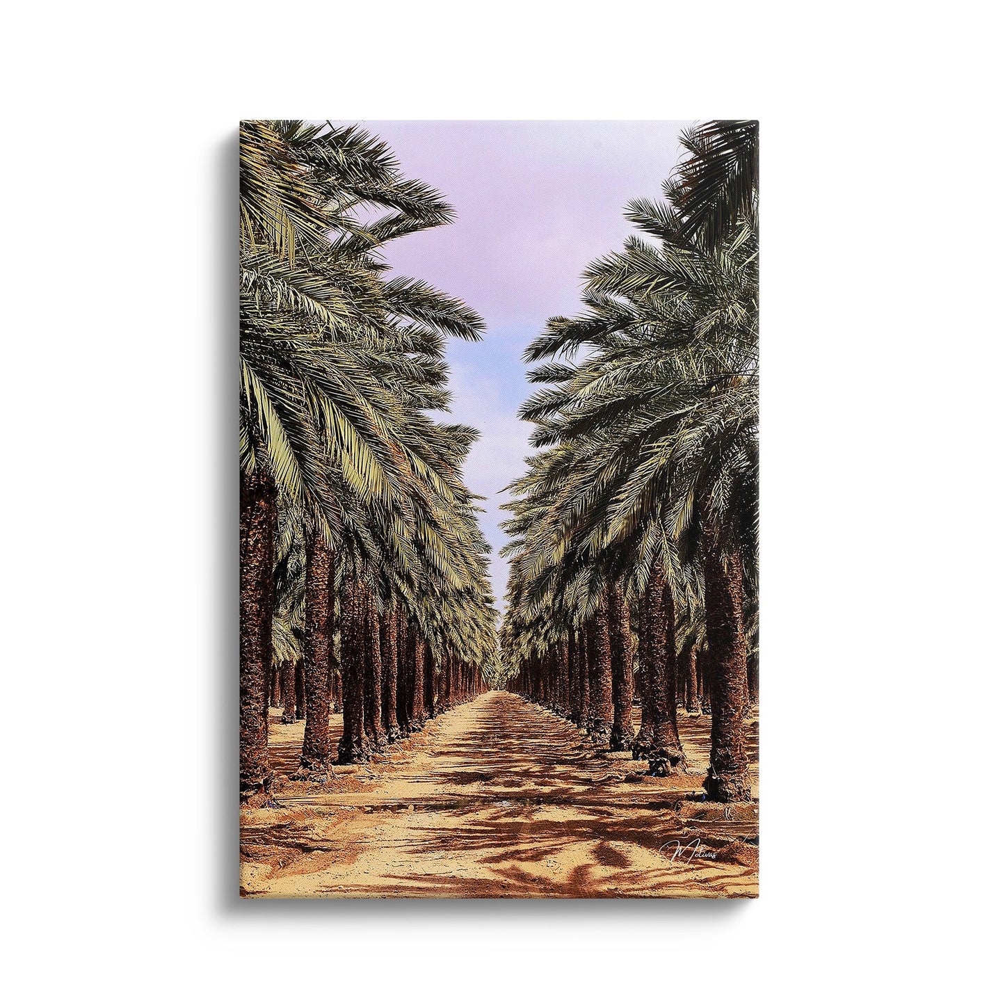 Palm Avenue