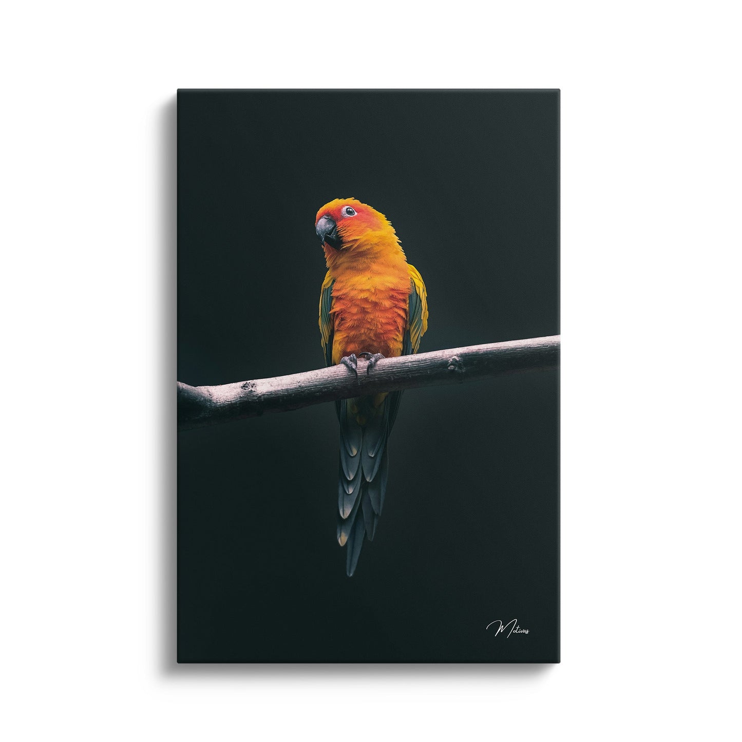 Exotic Parrot