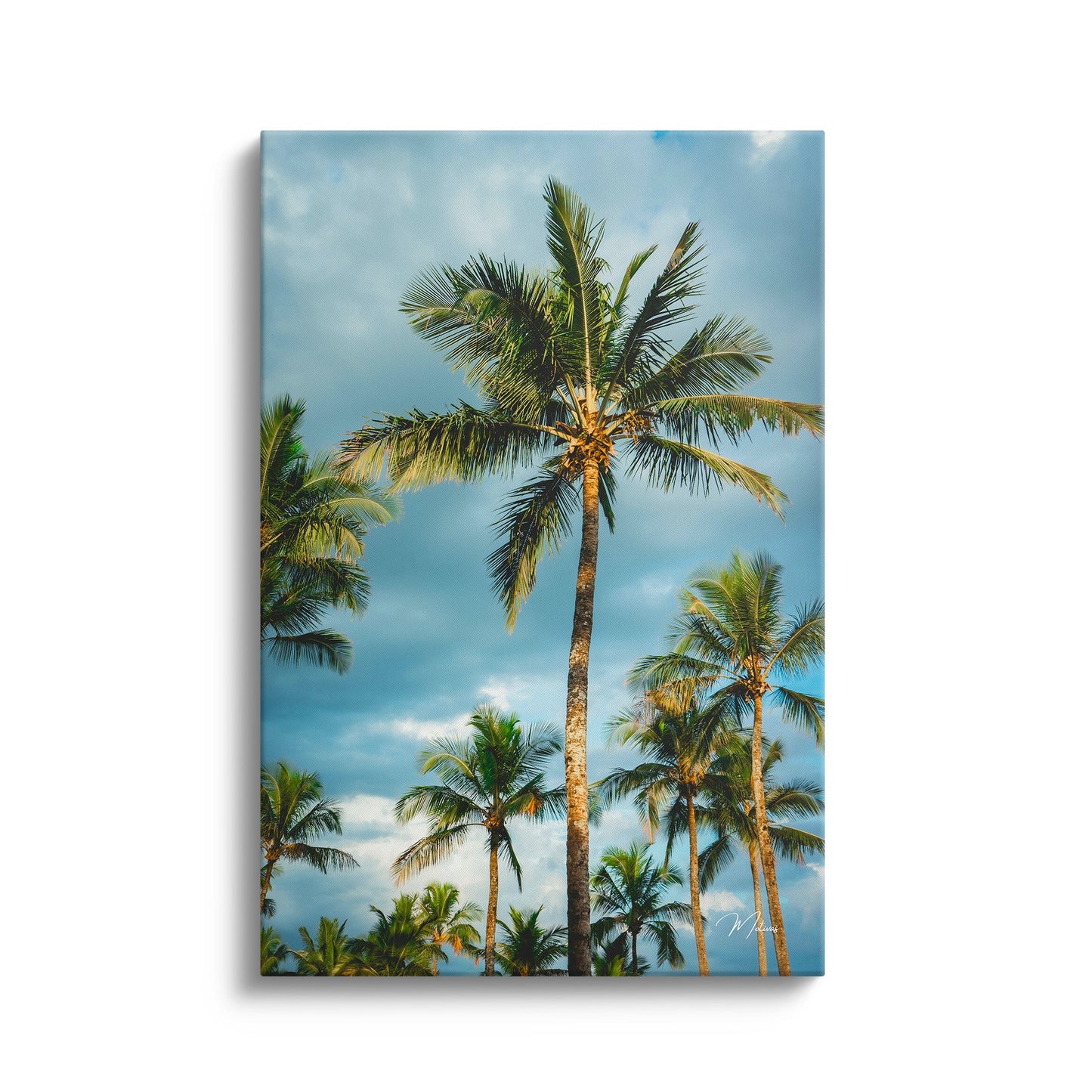 Palms and Blue Sky