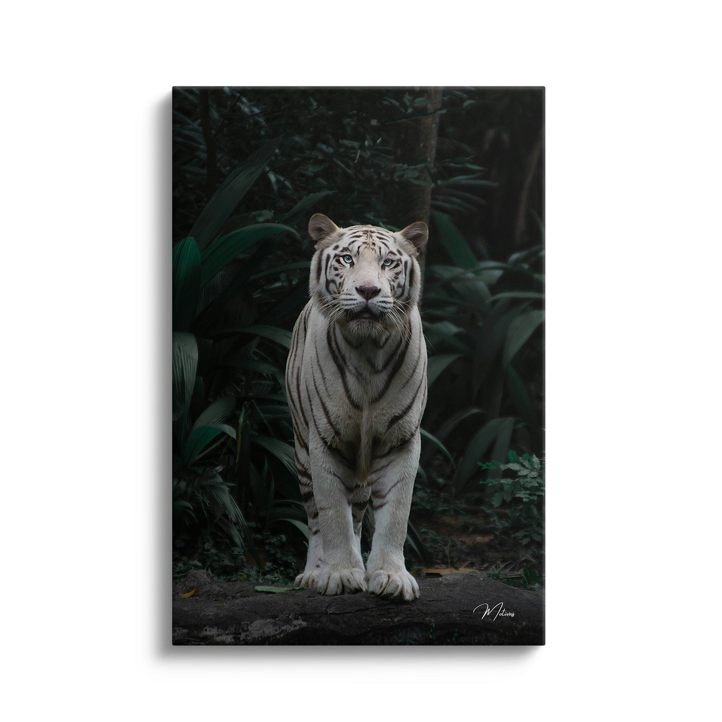 White Tiger