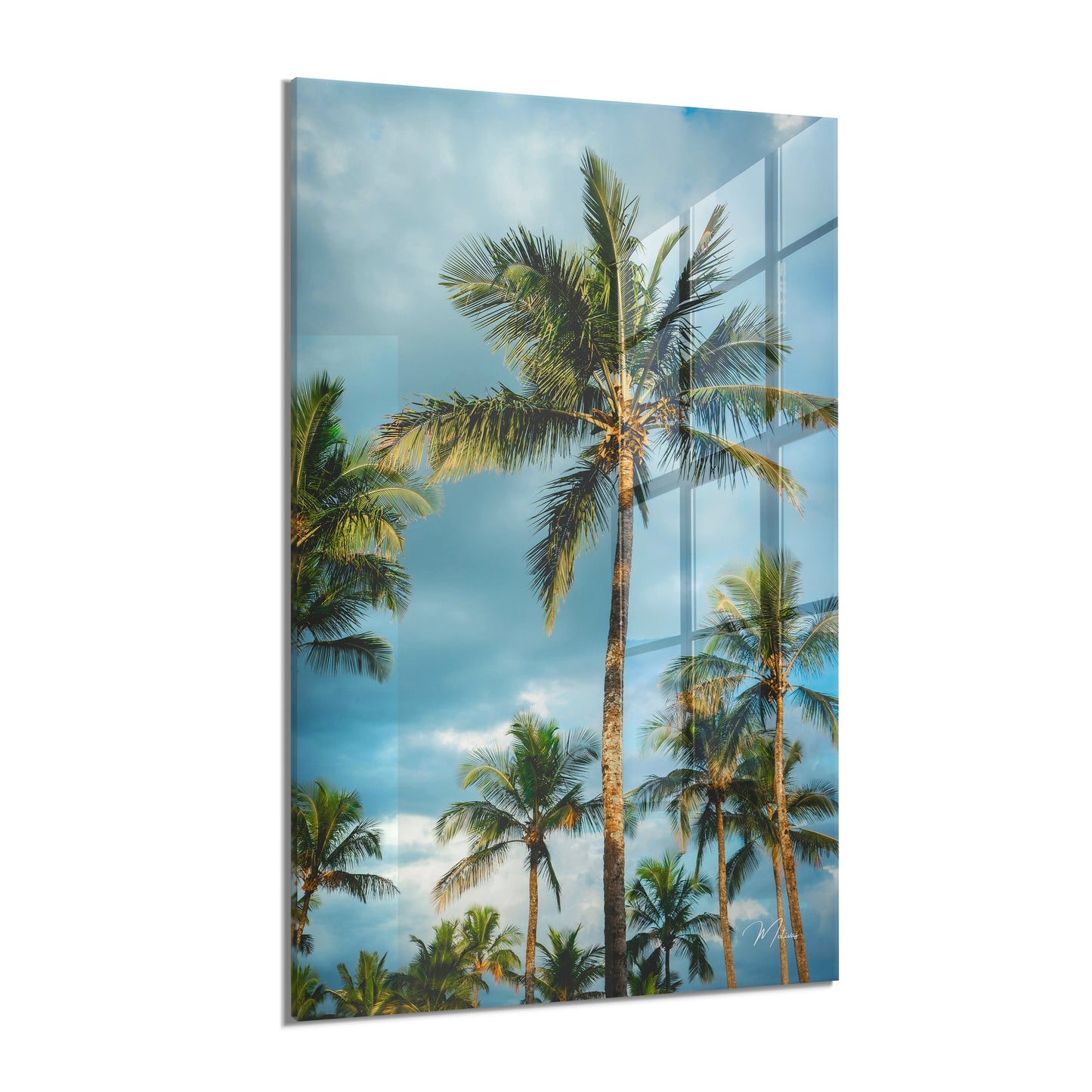 Palms and Blue Sky