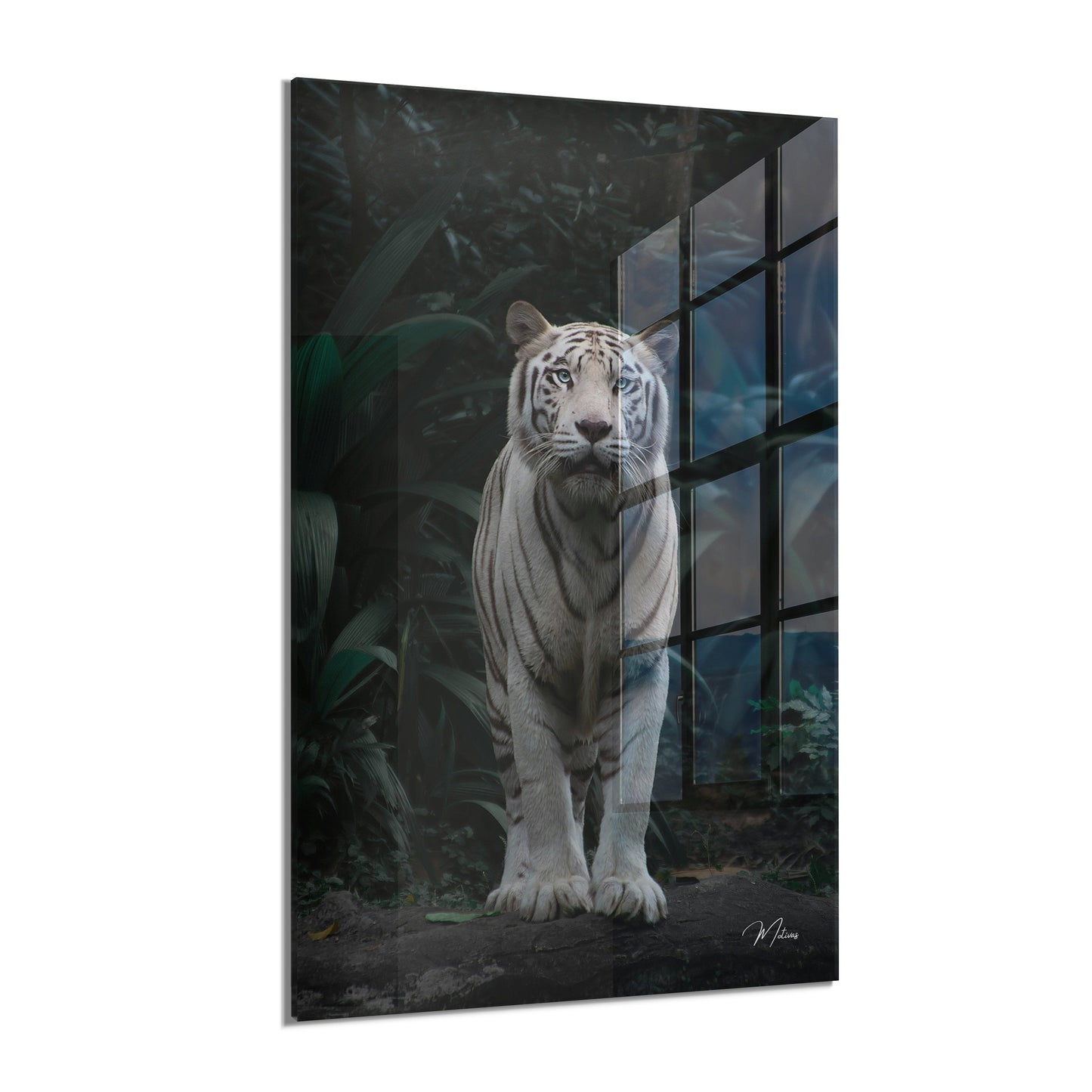 White Tiger
