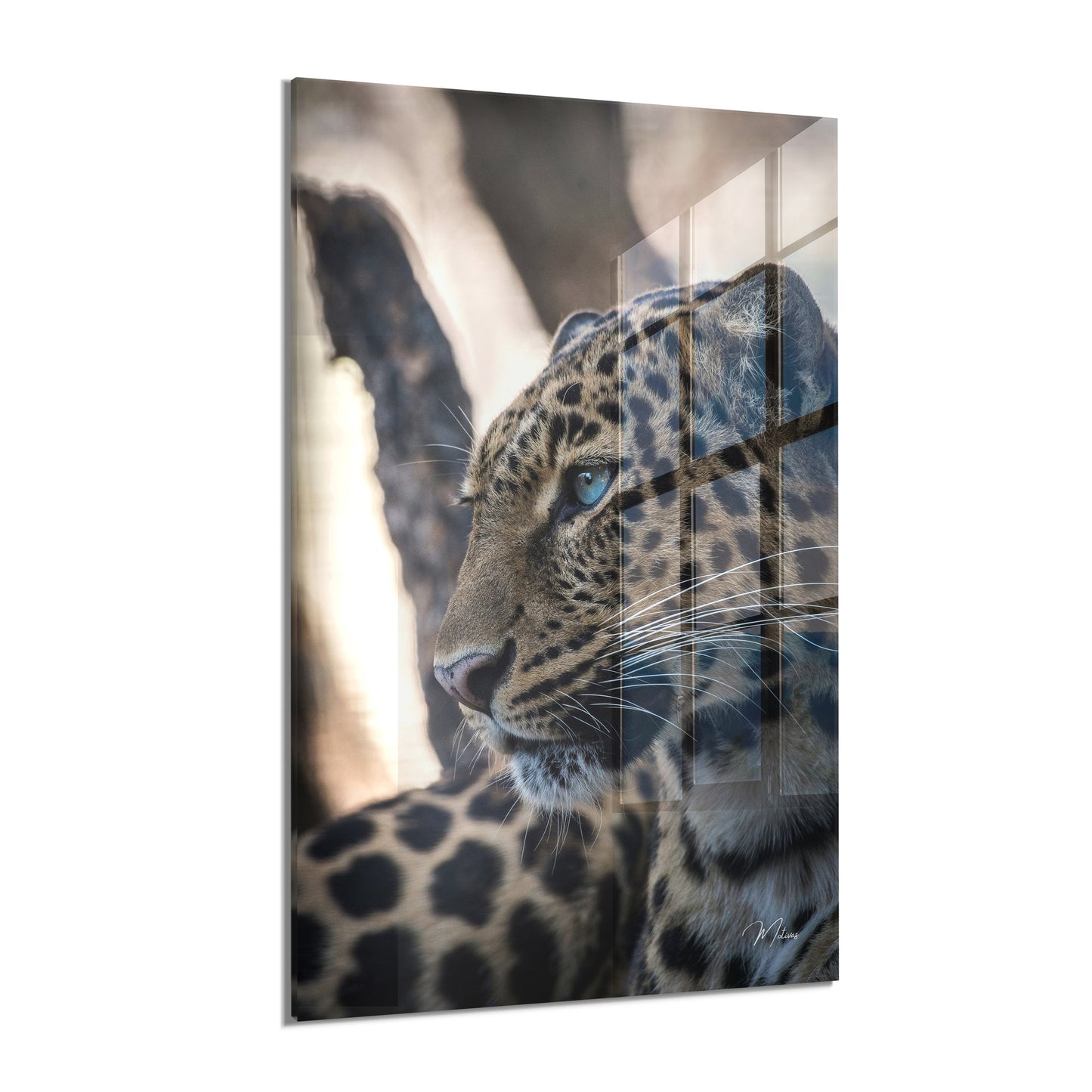 Eye of the Savannah