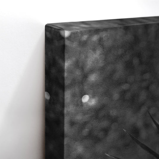 Black and White Palm Leaf