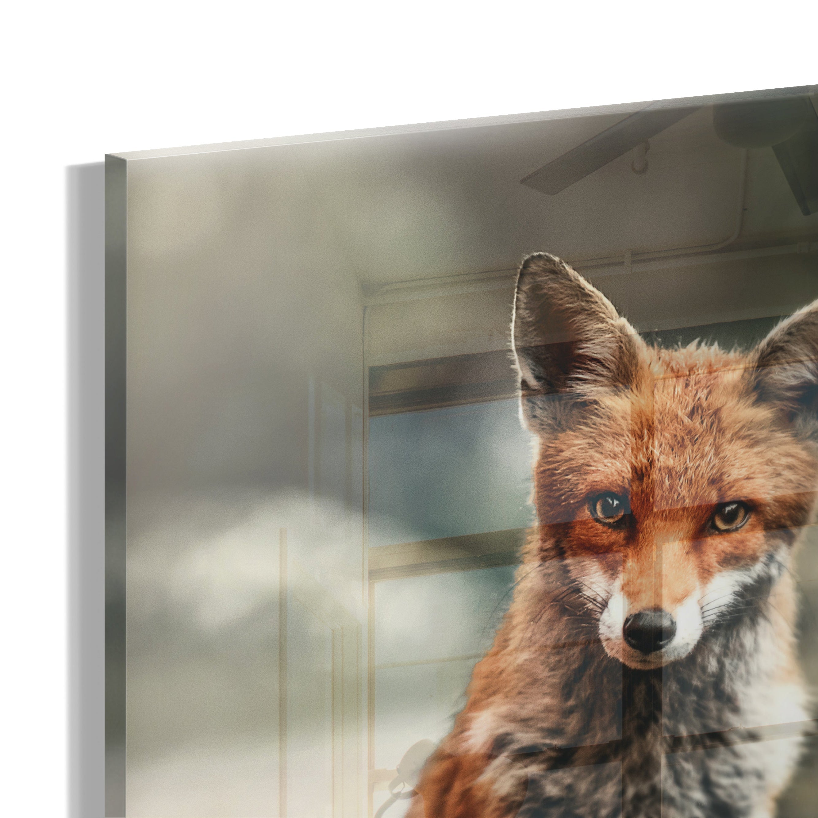 Sly Fox