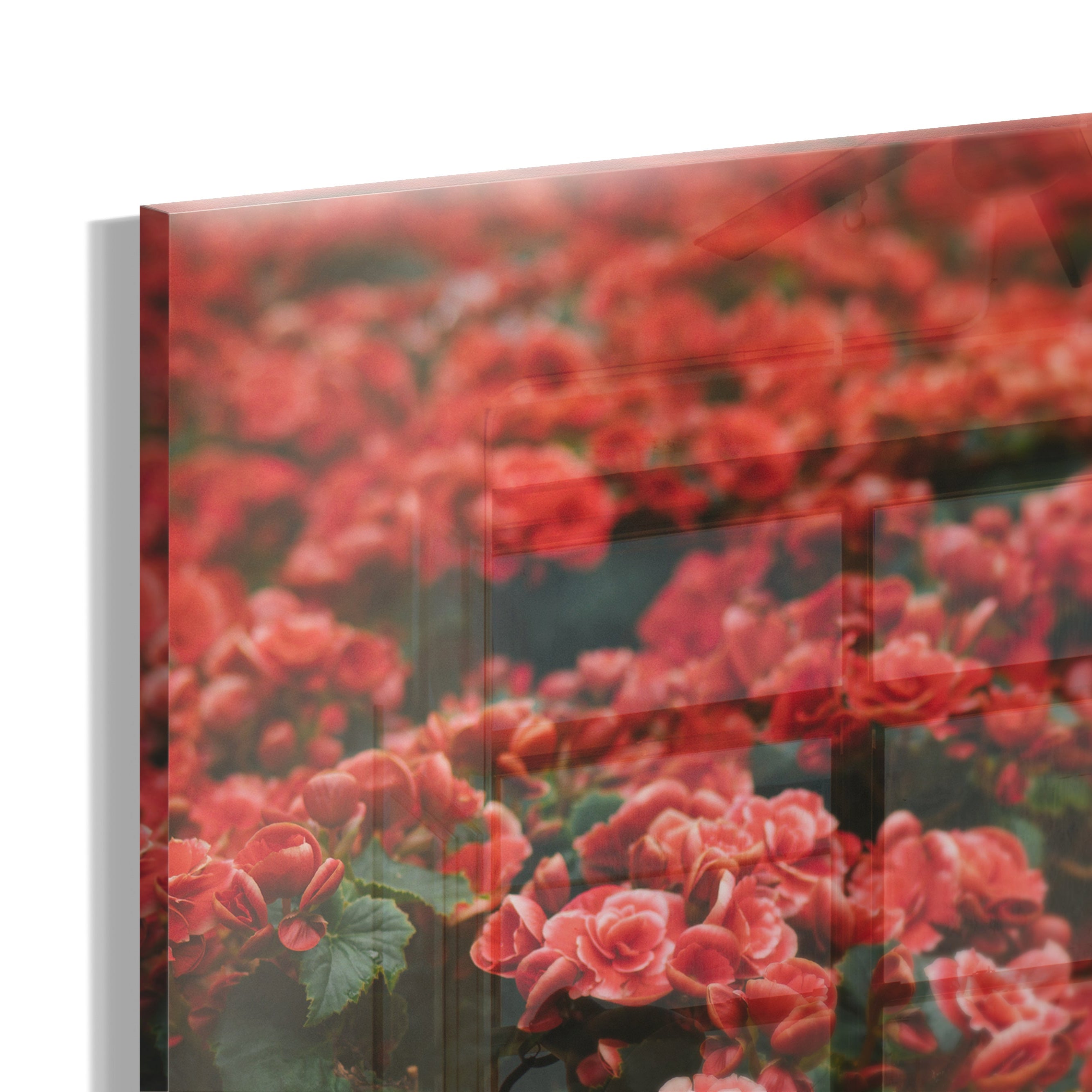 Crimson Blossom