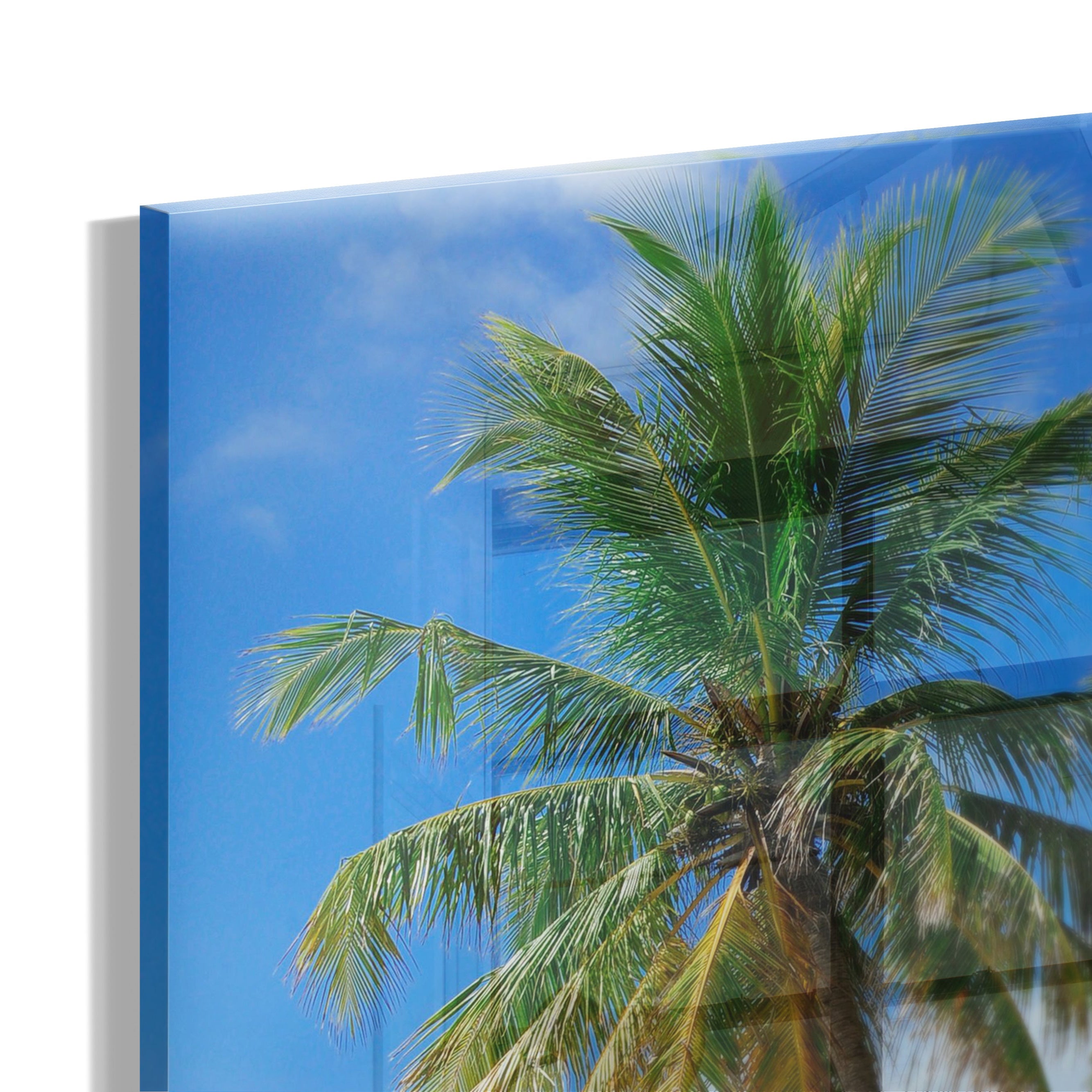 Palm Paradise