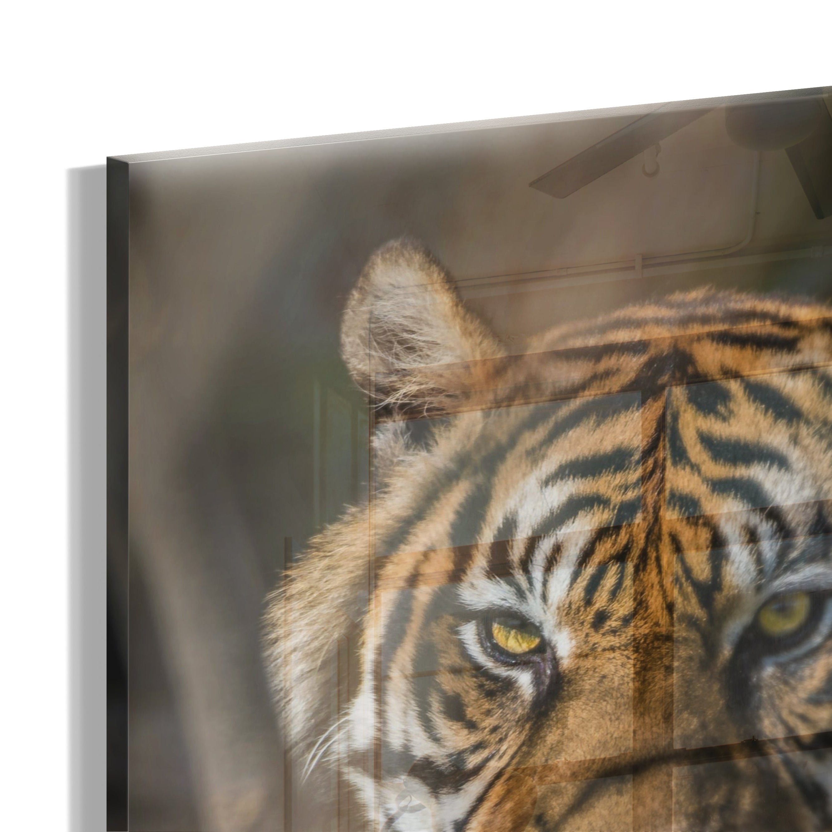 Tiger Focus