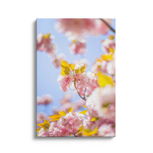 Spring Harmony
