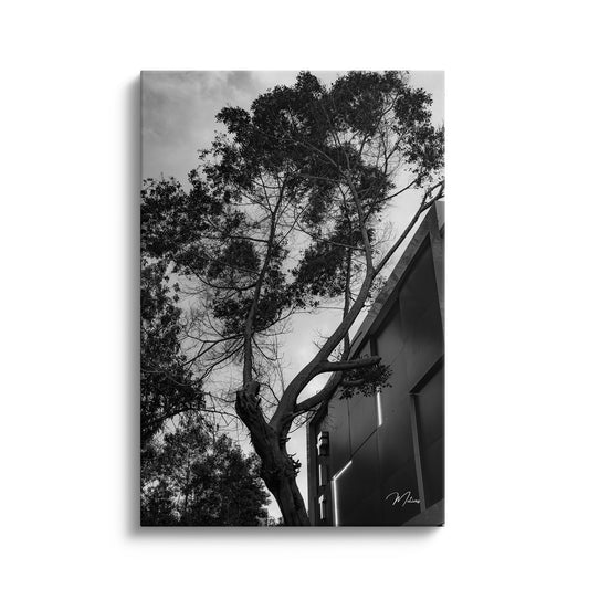Black and White Tree