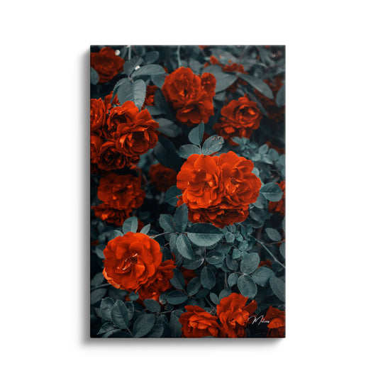 Scarlet Flowers