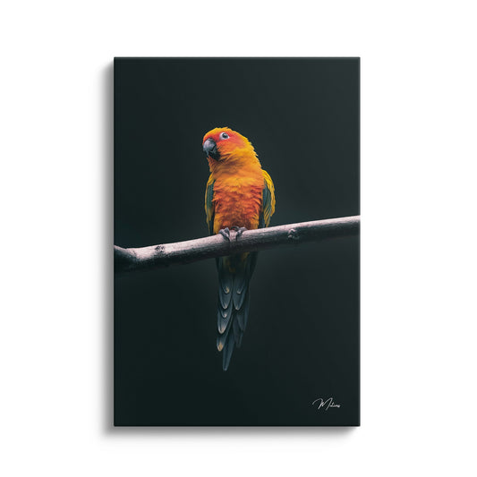 Exotic Parrot