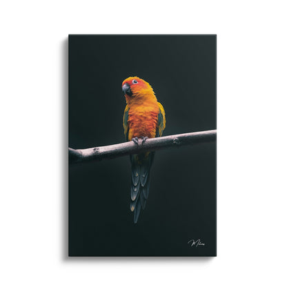 Exotic Parrot