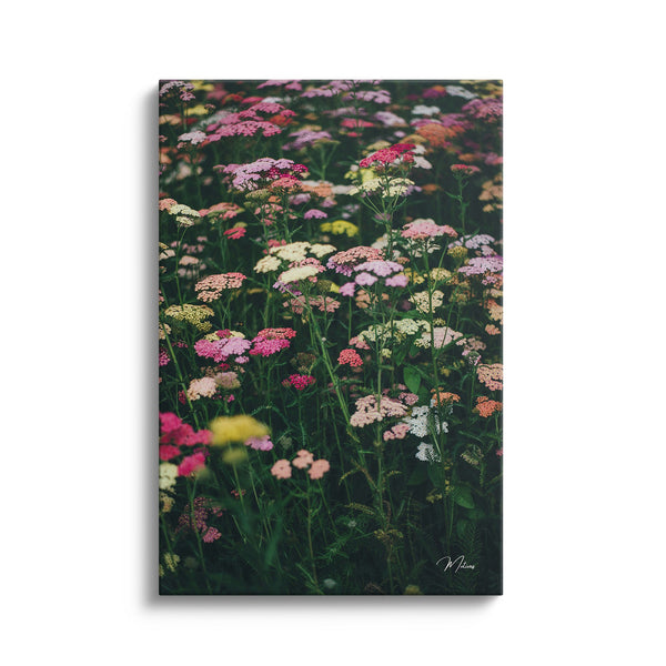 Colorful Flower Field