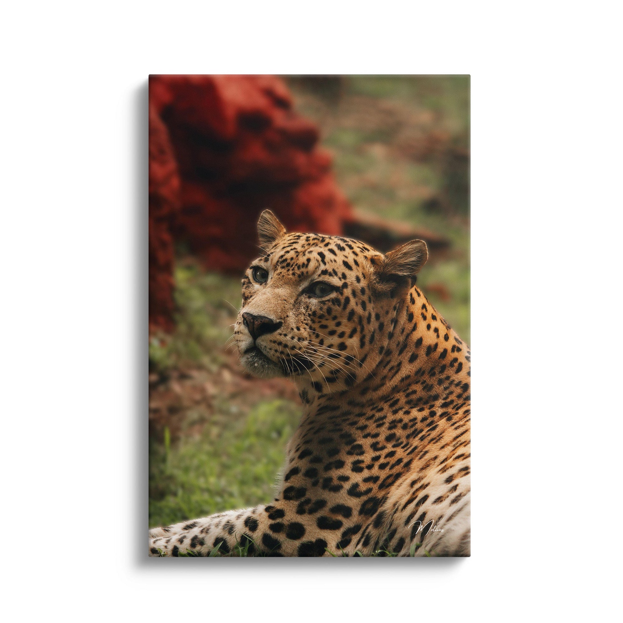 Elegant Leopard