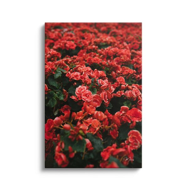 Crimson Blossom