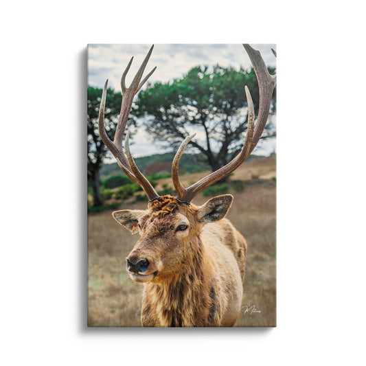 Antler Aura