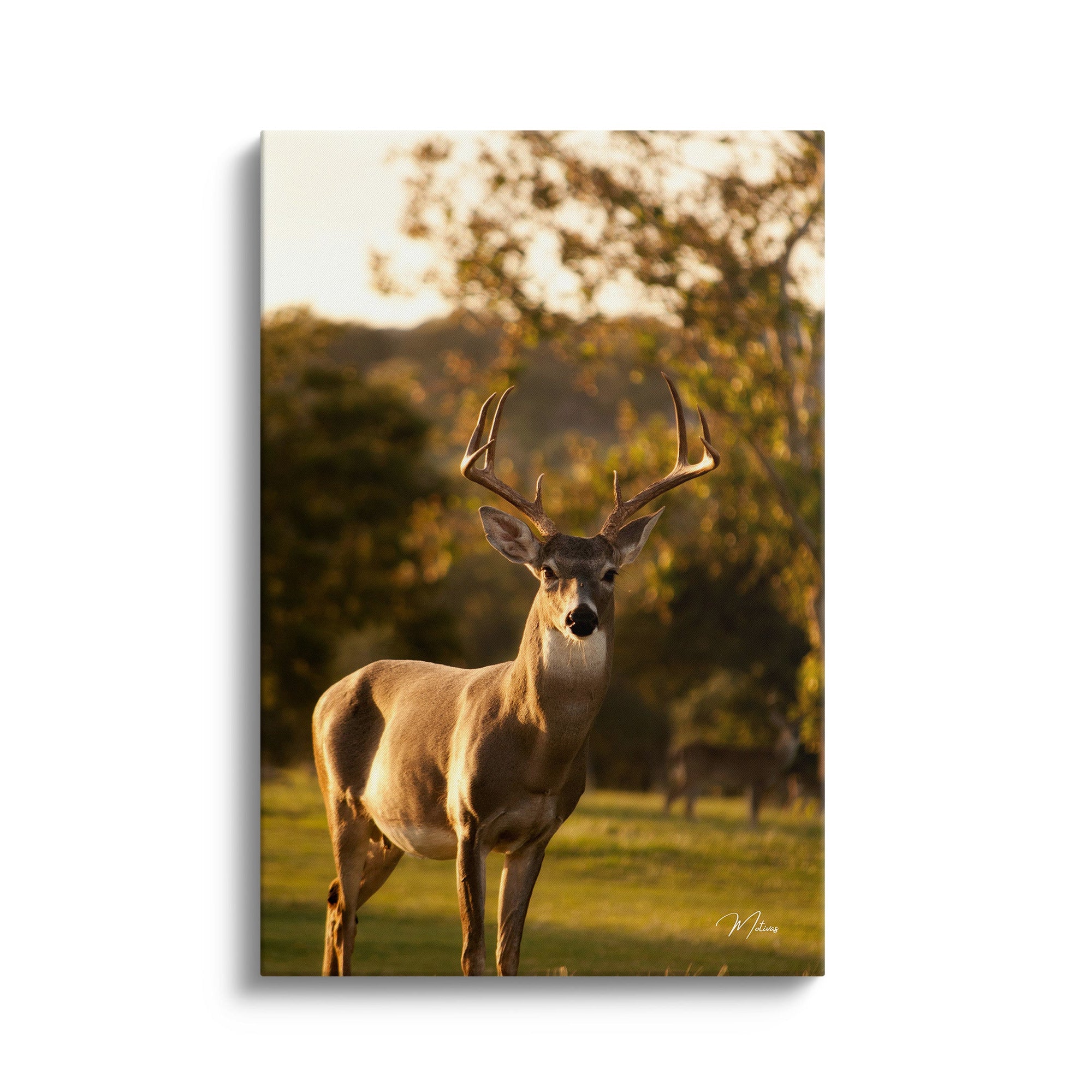 Evening Dawn Deer