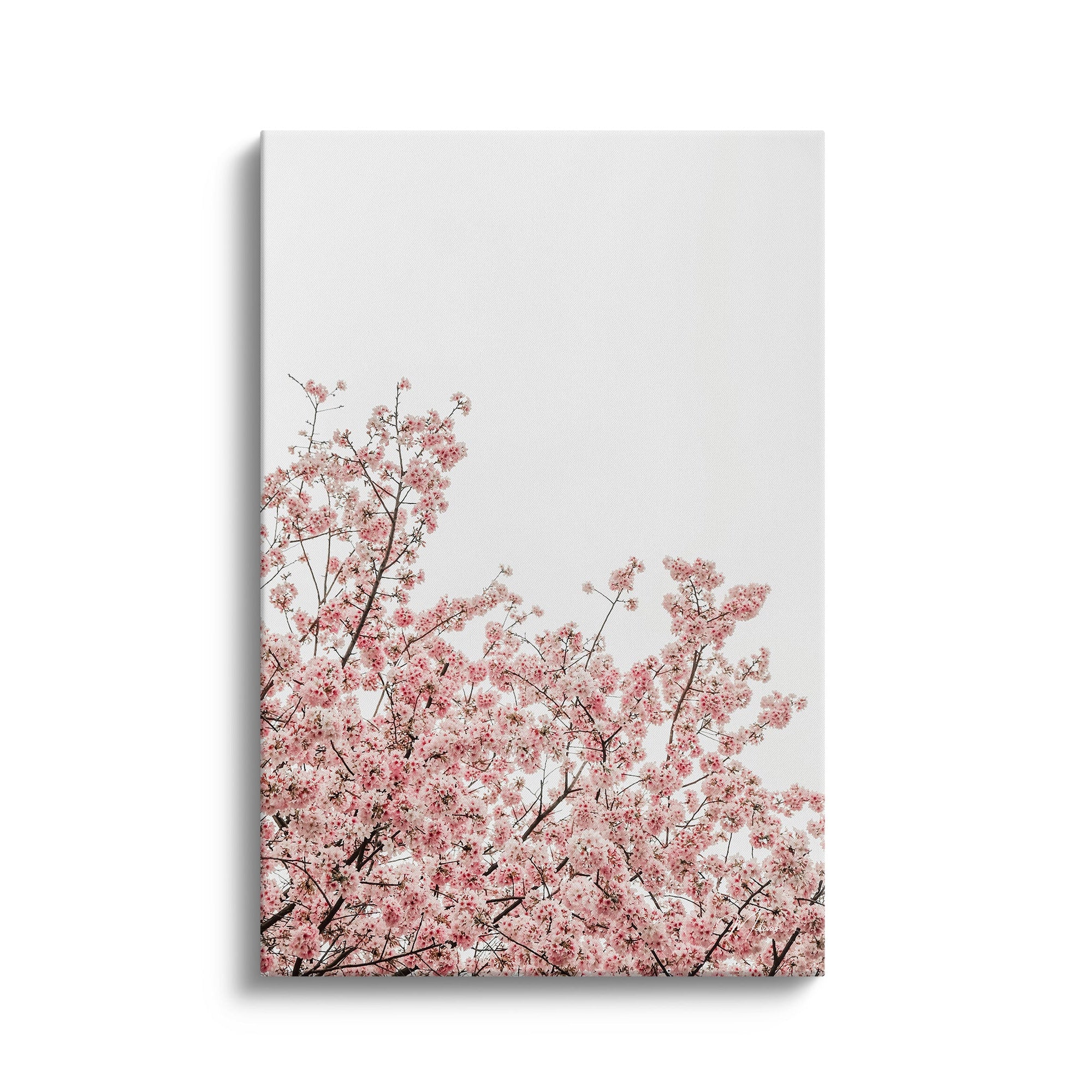 Cherry Blossom