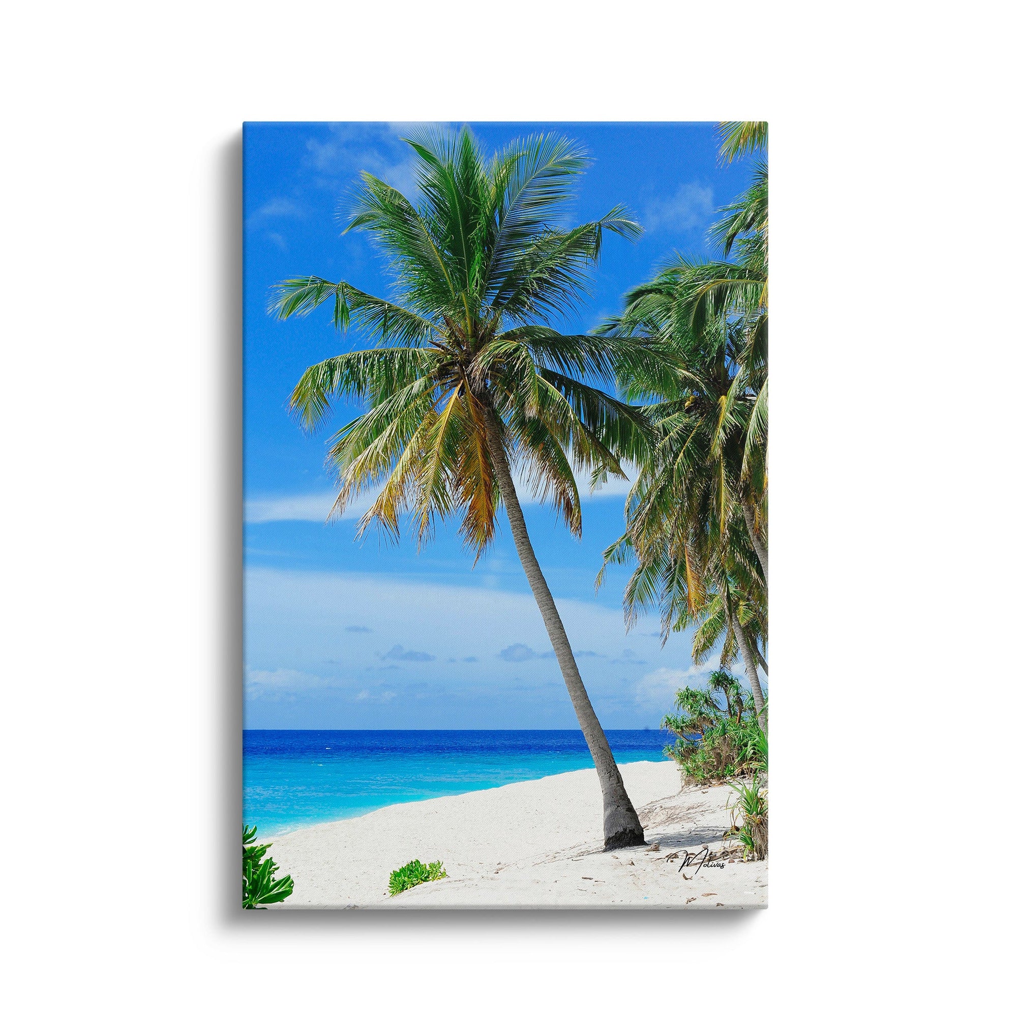 Palm Paradise