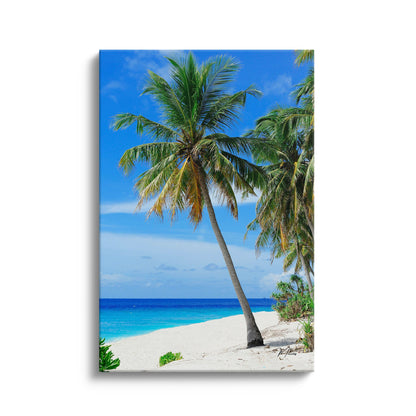 Palm Paradise