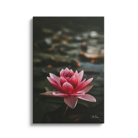Pink Lotus