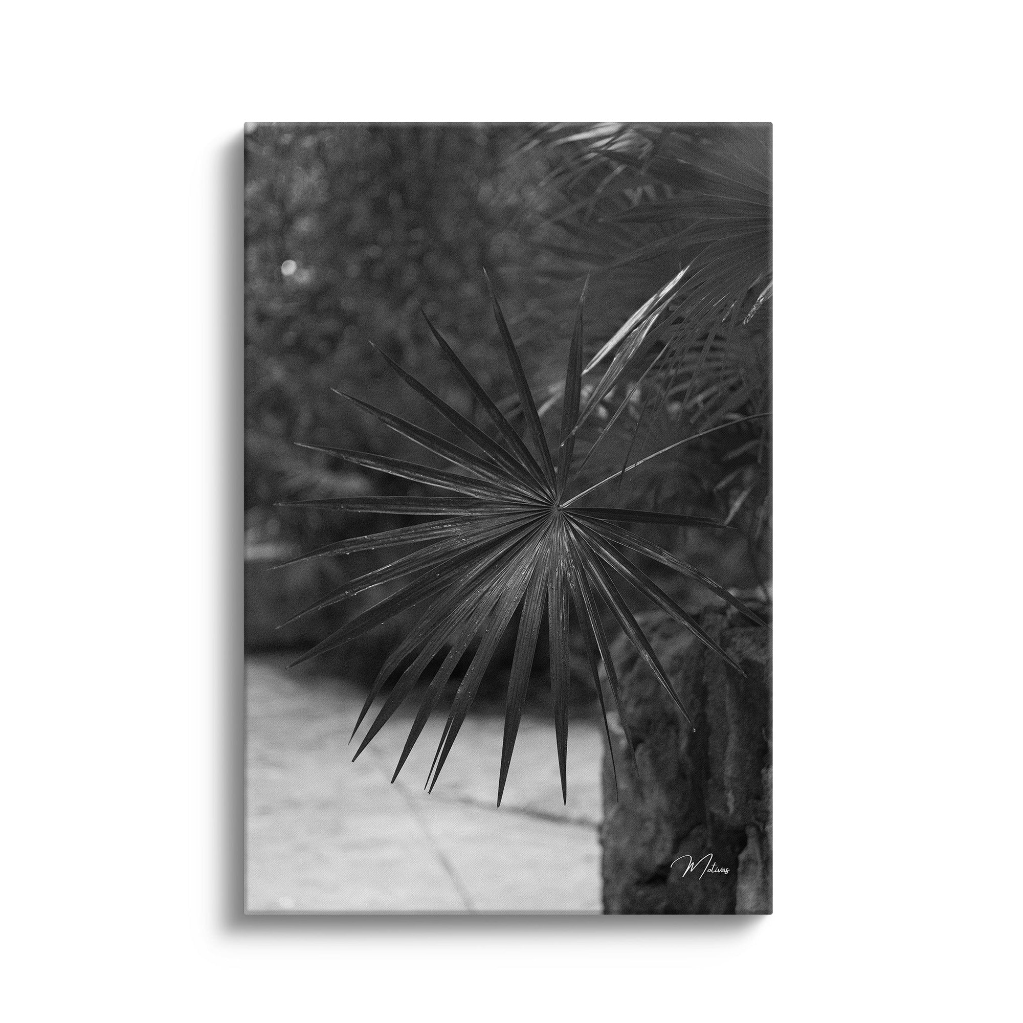 Black and White Palm Leaf