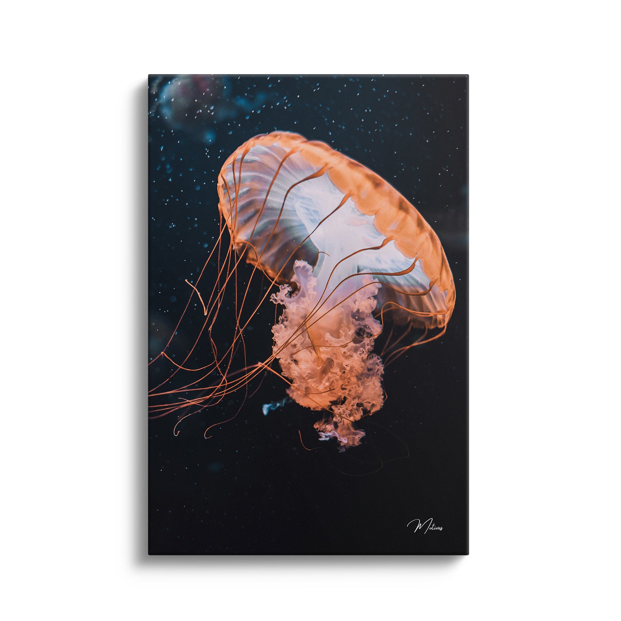 Floating Jellyfish