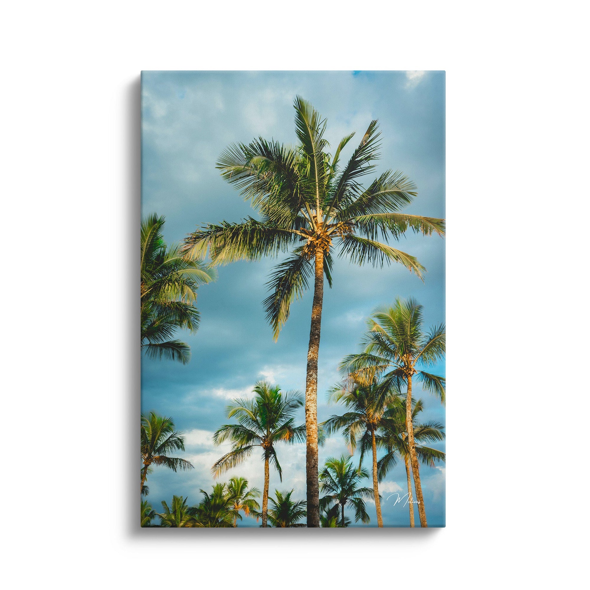 Palms and Blue Sky