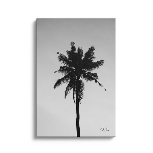 Black and White Palm