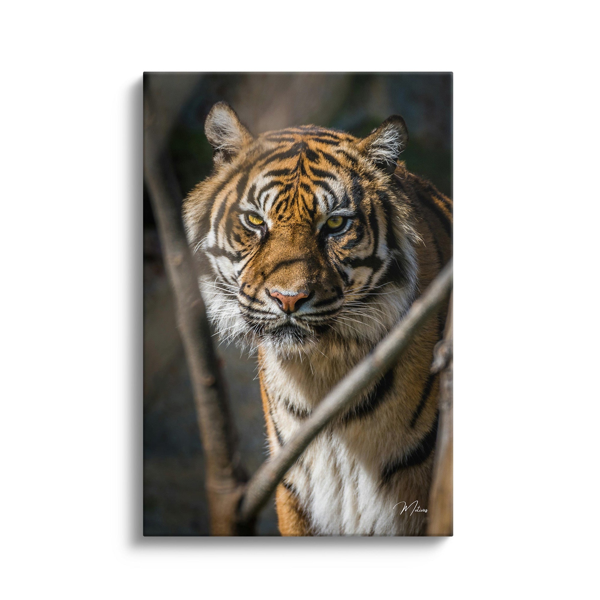 Tiger Focus