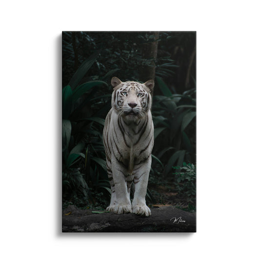 White Tiger