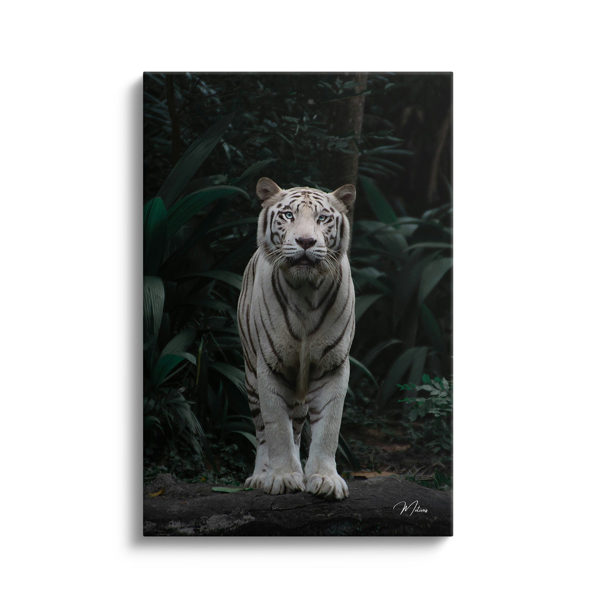 White Tiger