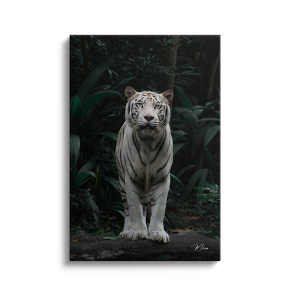 White Tiger