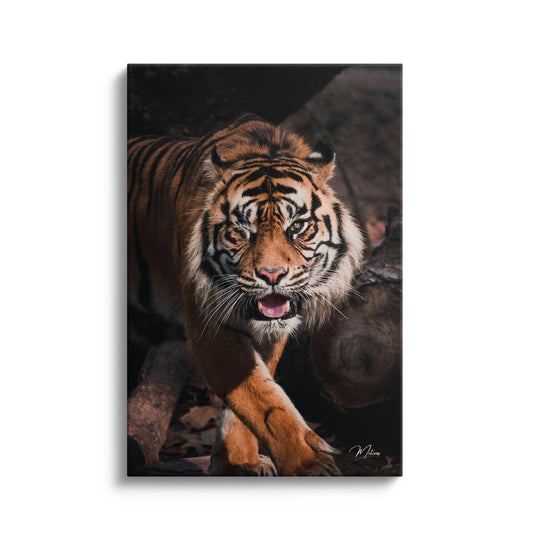 Hunting Tiger