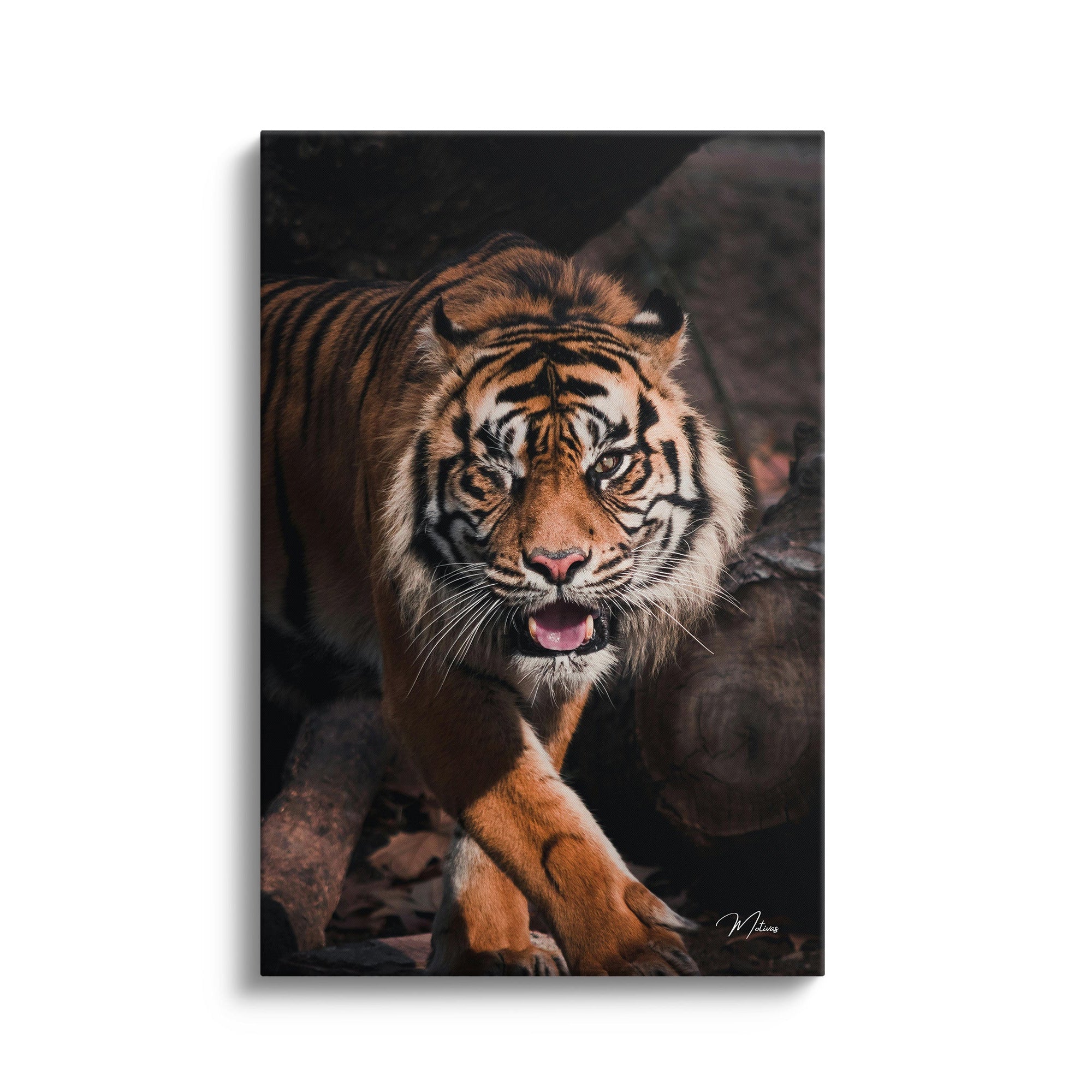 Hunting Tiger