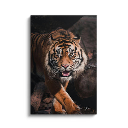 Hunting Tiger