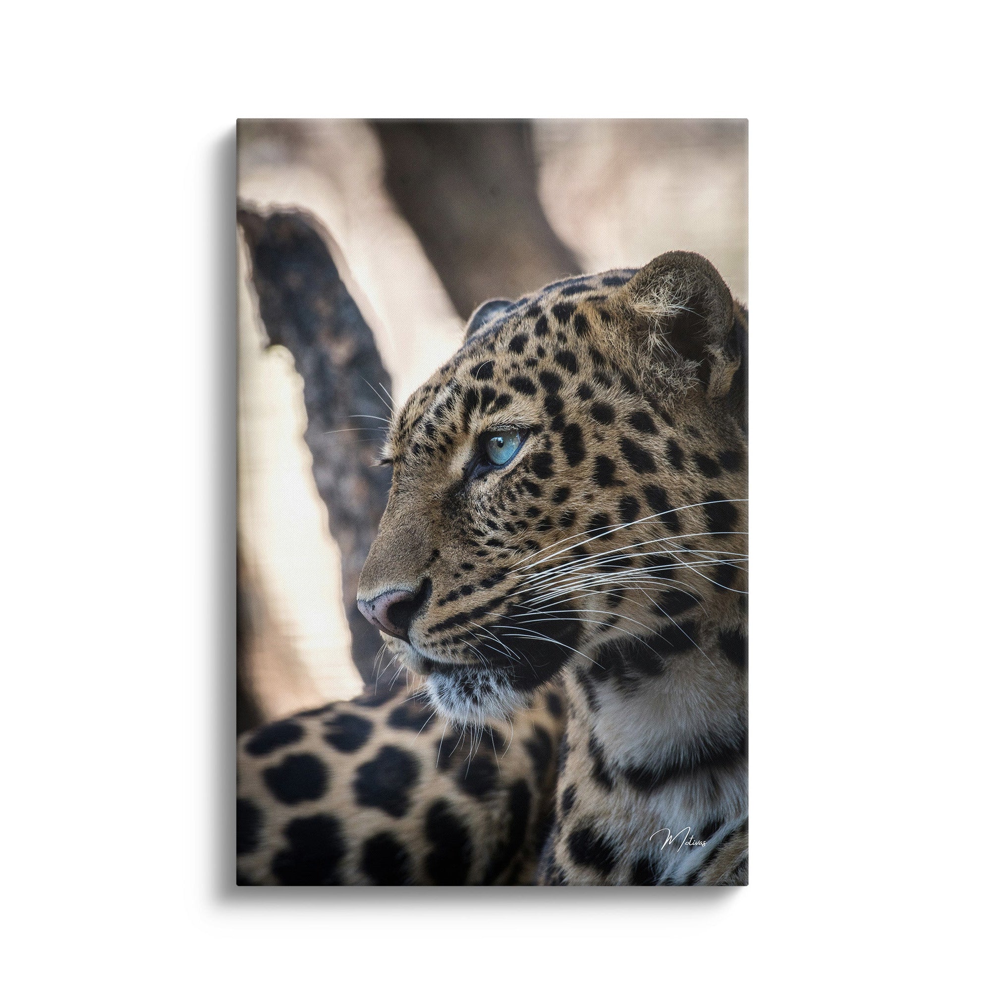 Eye of the Savannah