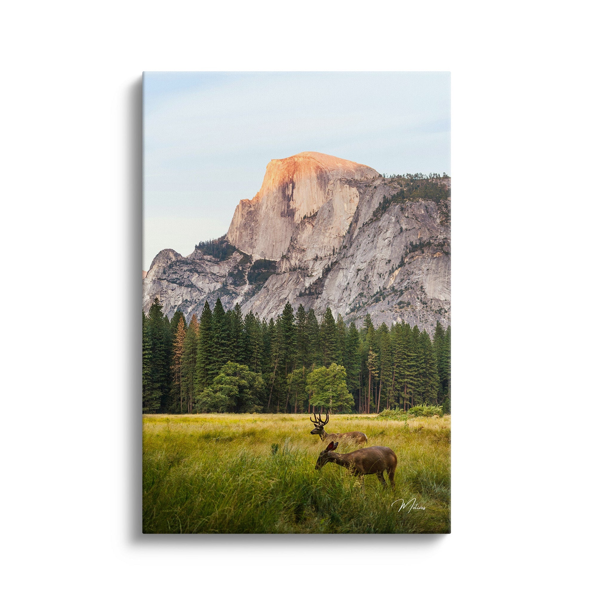 Deer in the Valley