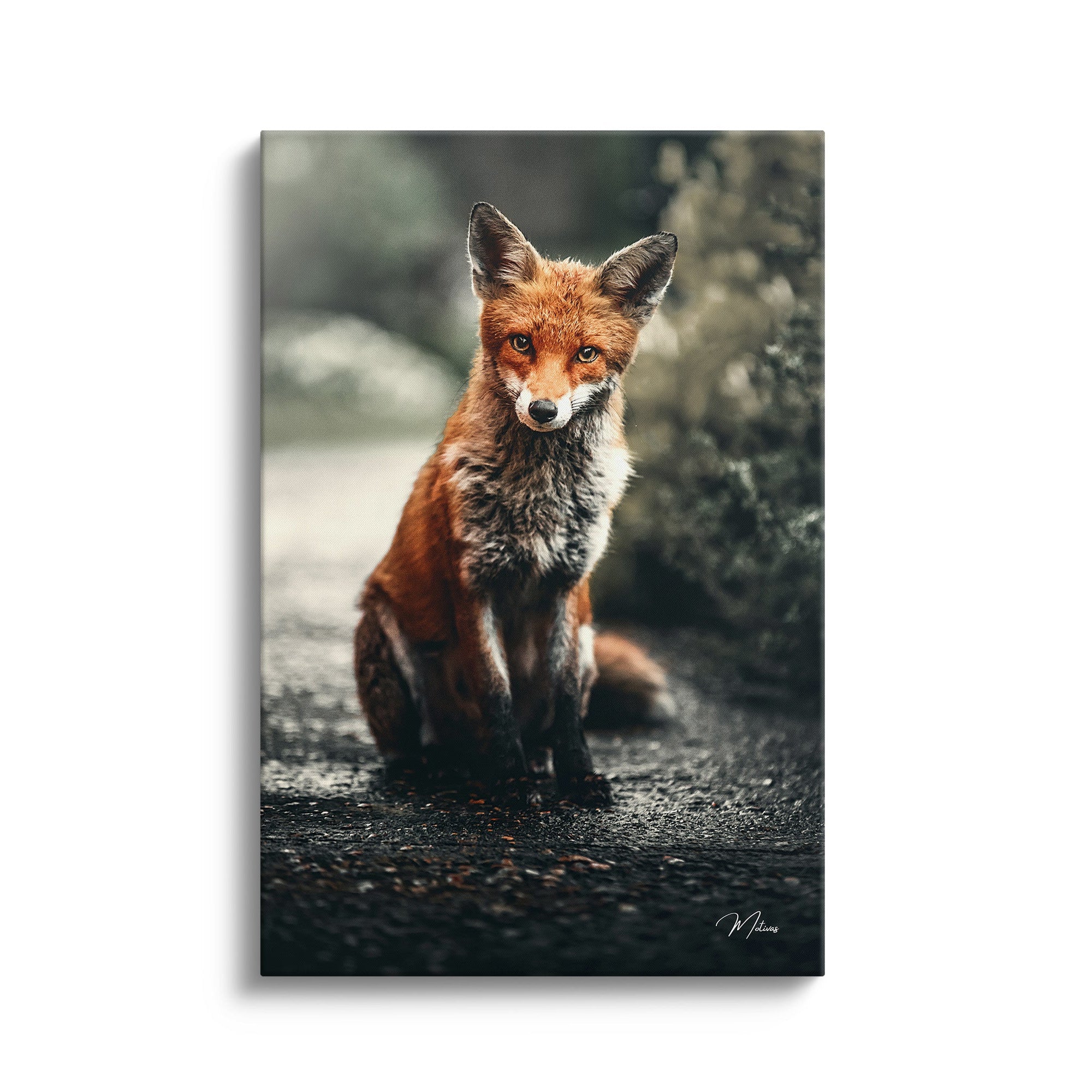 Sly Fox