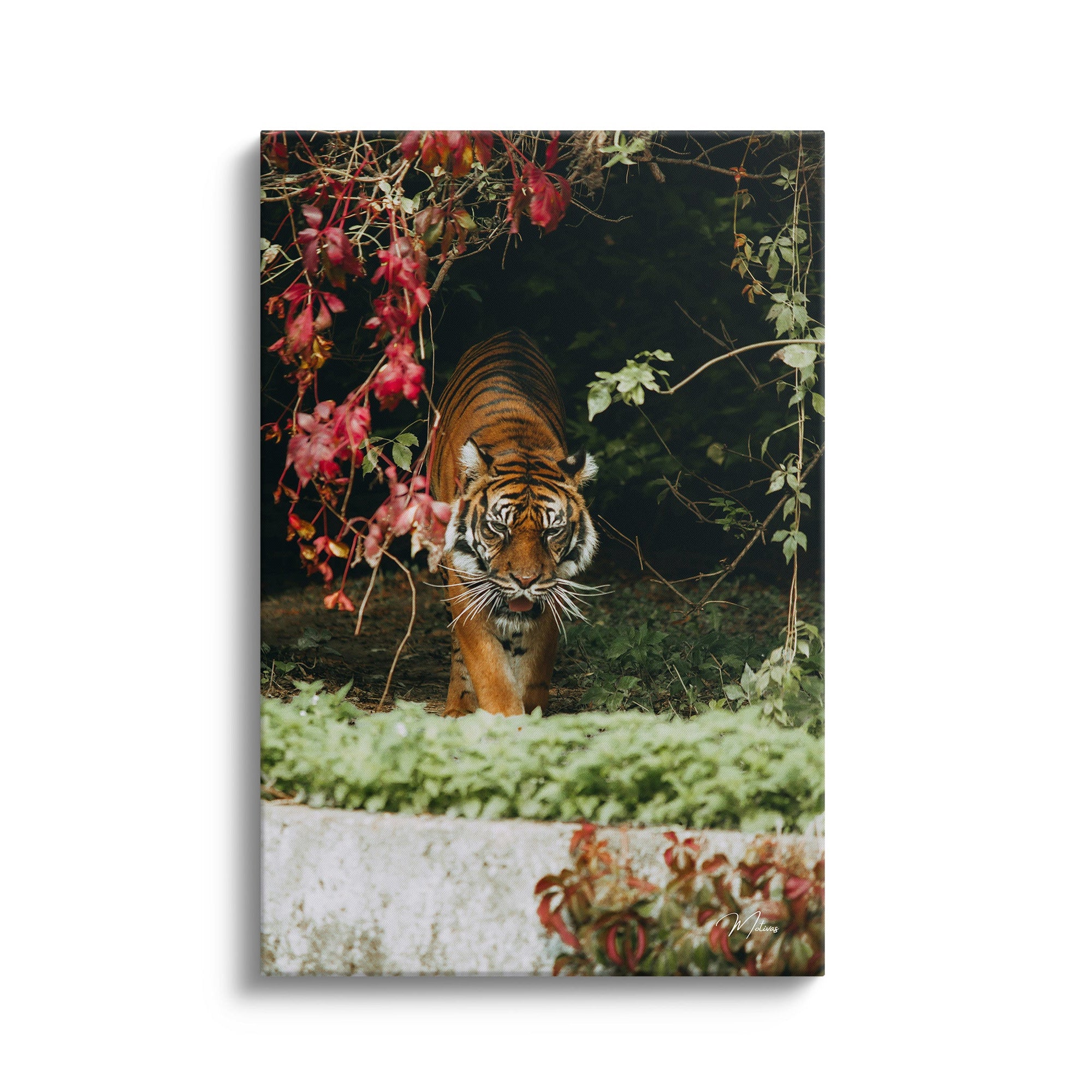 Savannah Atmosphere