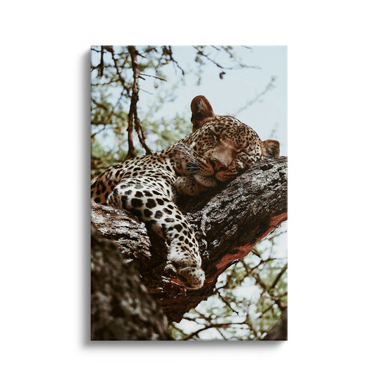 Resting Leopard