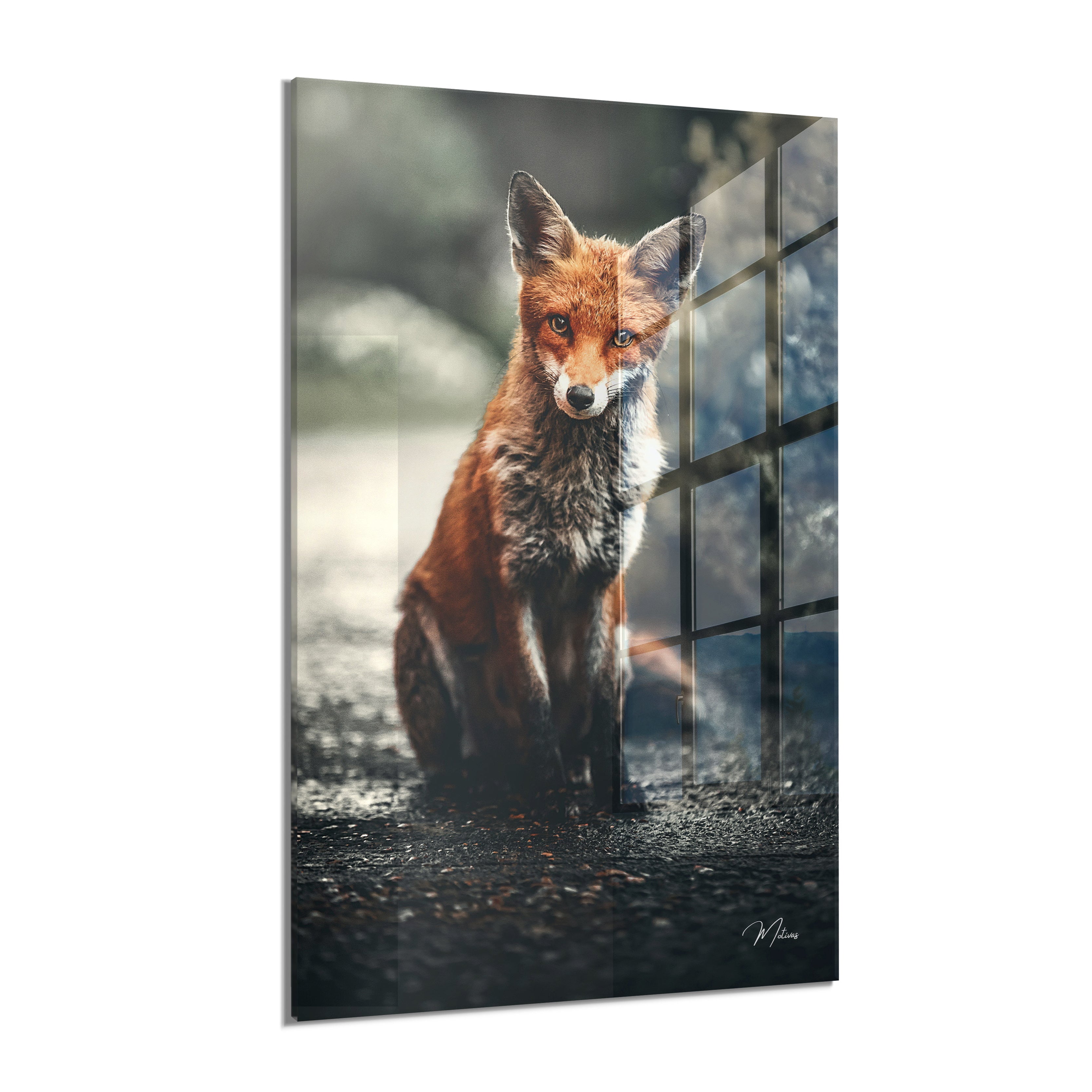 Sly Fox