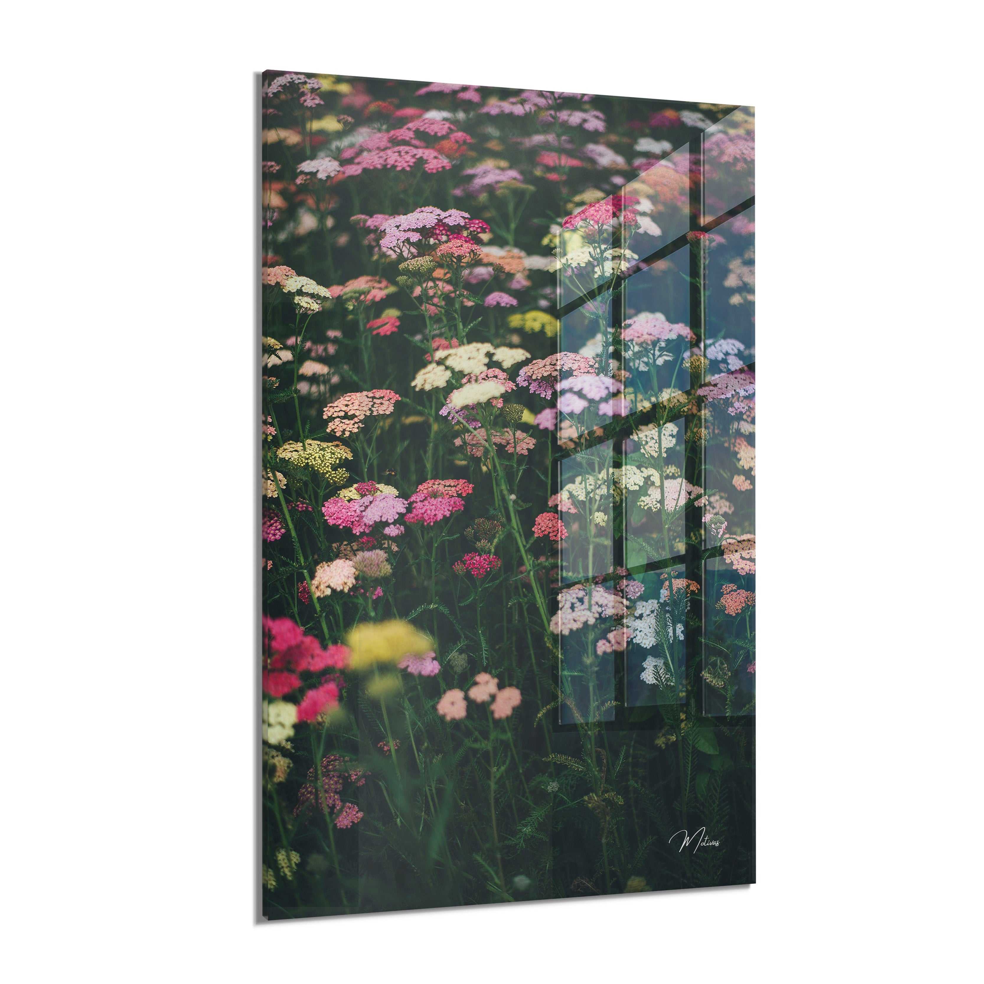 Colorful Flower Field