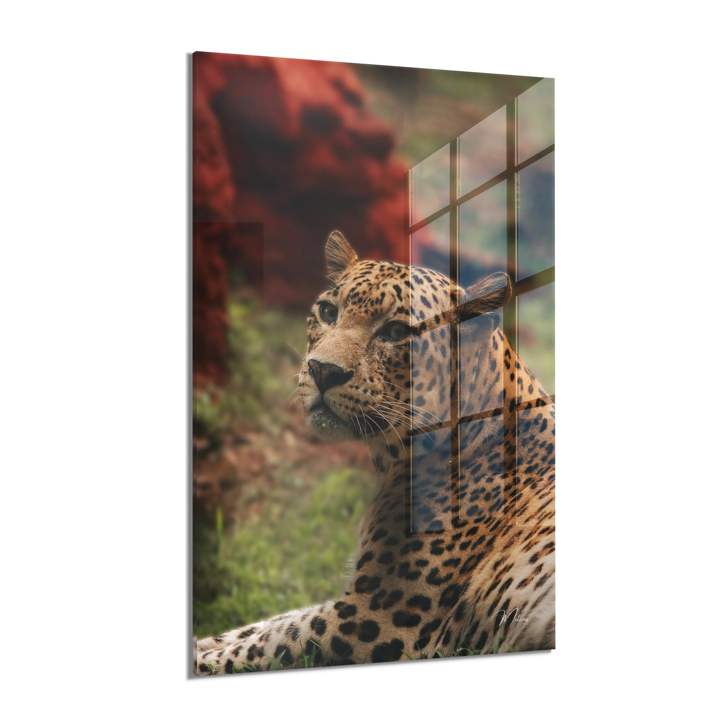 Elegant Leopard