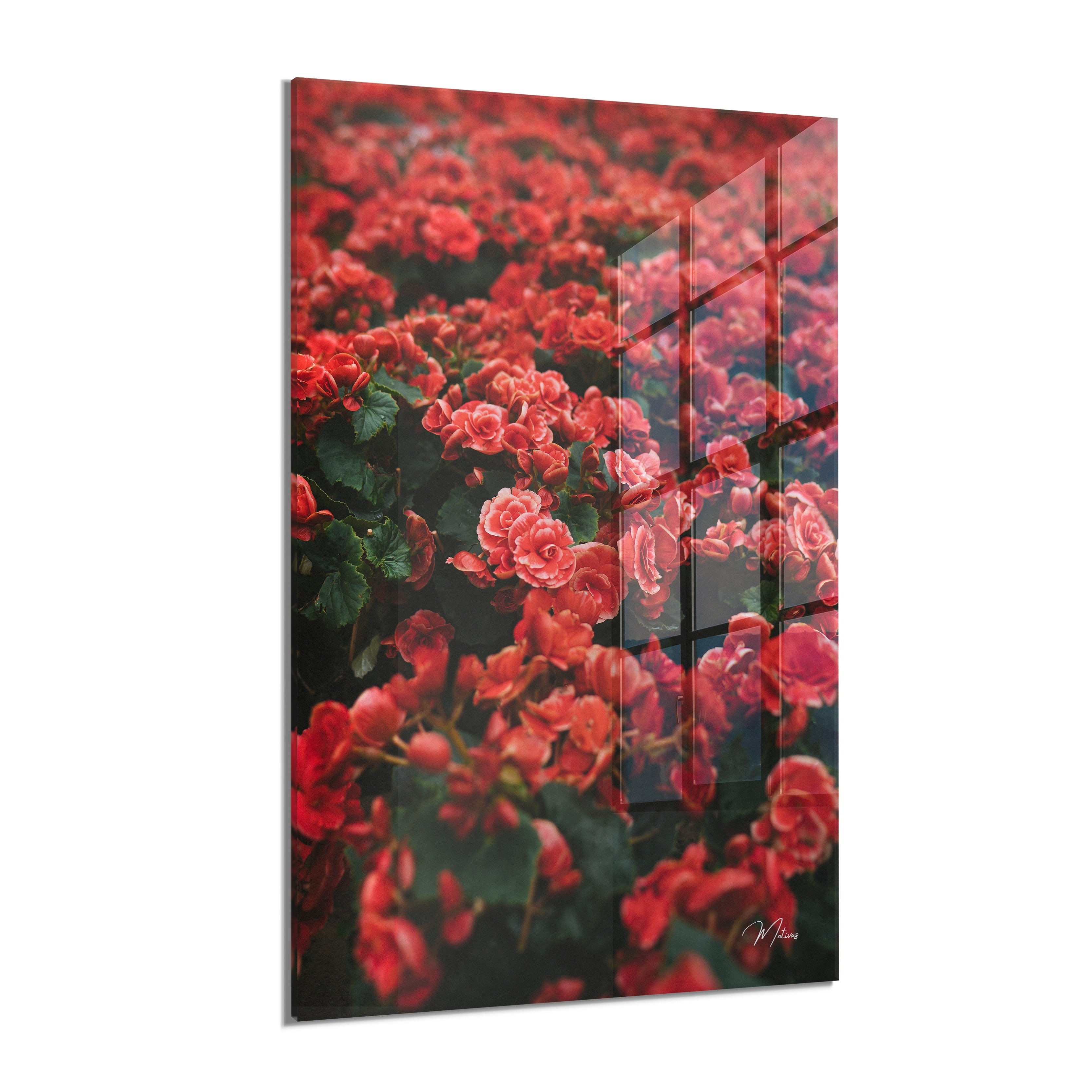 Crimson Blossom